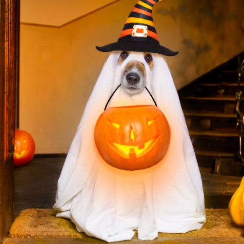 Dog with ghost costume and witches hat on. Home made costume, how to create a dog ghost costume.