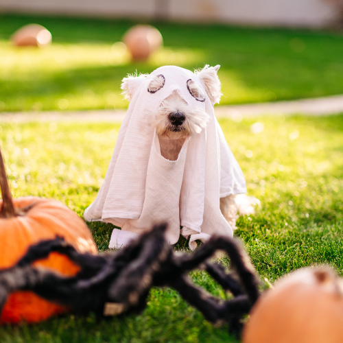 Little dog wearing a DIY dog ghost costume.