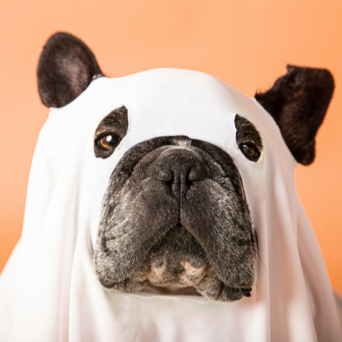Frenchie dog wearing a cute dog ghost costume.